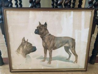 Cuadro Acuarela Antiguo de Perros Boxer