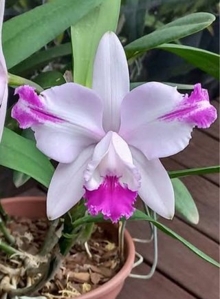 Cattleya Intermedia Flammea
