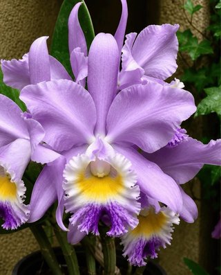 Cattleya Valentine Billy’s Blue