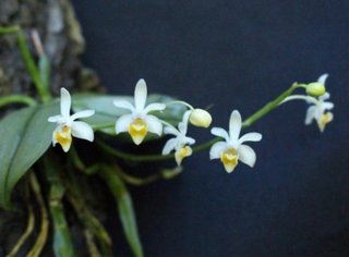 Phalaenopsis malipoense