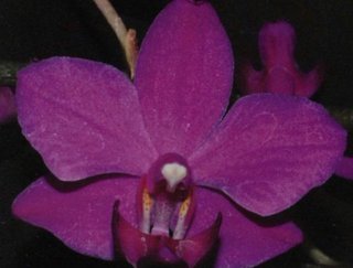 Phalaenopsis Ubonensis