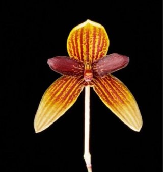Orquídea Bulbophyllum pardalotum