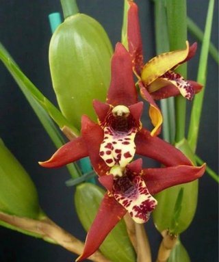 Orquídea Maxillaria Tenuifolia