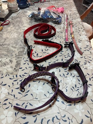 Lote de accesorios perros rza media y arnésgato