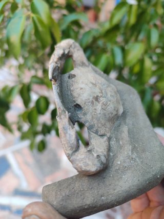 Fósil de Cangrejo