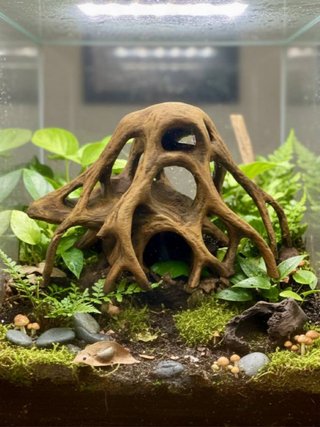 Decoración de Raíz para Acuario o Terrario