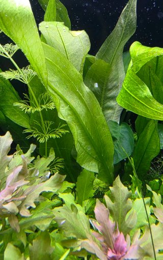 Espada Amazónica - Planta de acuario