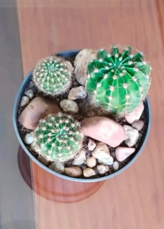 Cactus Echinopsis Oxygona en Maceta