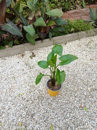 Planta Cala Blanca