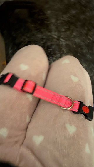 Collar para perro rosa