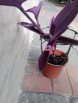 Planta Tradescantia Purpúrea