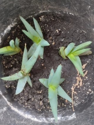 4 Plantas de Aloe Vera Pequeñas