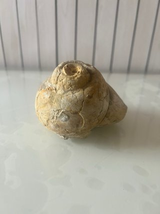 Fósil de caracola