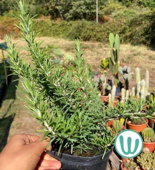 Planta de Romero Rastrero