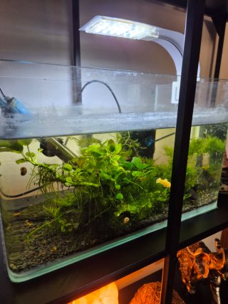 Acquario completo 20 lt.