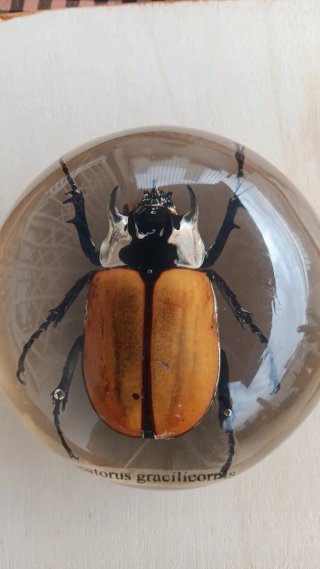 Pisapapeles de Resina con Escarabajo 9cm