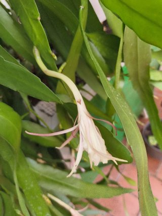 Planta colgante Epífita a punto de florecer