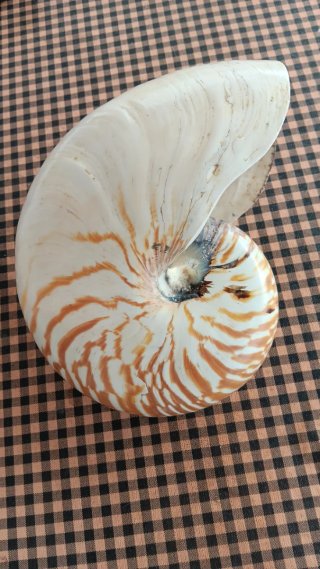 Concha Natural Nautilus Pompilius 21 cm