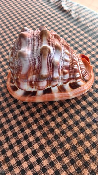 Caracola d Mar Casco Rojo (Cypraecassis rufa) 14cm