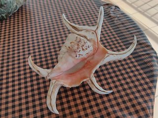 Caracola Araña Chiragra (Harpago chiragra)