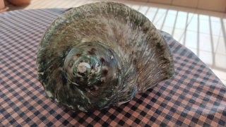 Caracola Turbante Verde Gigante 15cm