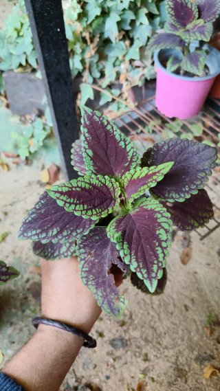Planta Coleo (Coleus)