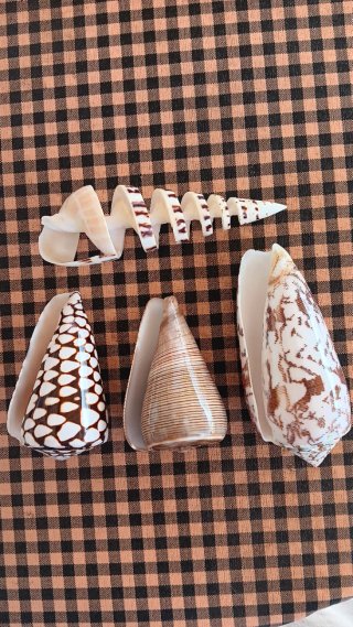Lote 4 Caracolas Marinas Naturales 8/11cm aprox