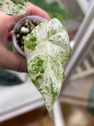 Alocasia Macrorrhiza Splash Planta