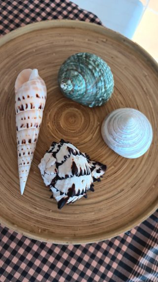 Lote de 4 Caracolas Marinas de Colección