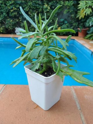 Planta Cuerno de Ciervo