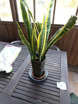 Planta de Interior Sansevieria