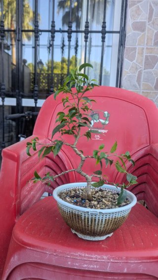 Pre bonsái Ficus Benjamina