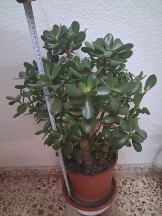 Árbol de Jade (Crassula Ovata) En persona