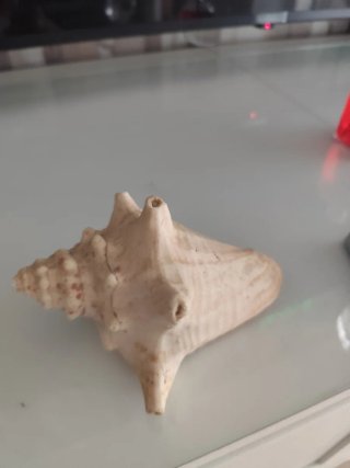 Caracola de mar decorativa
