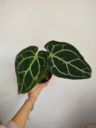 Planta Anthurium Magnificum x Regale
