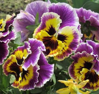 50 Semi di Viola Rococò Frilly Giant Mix