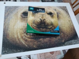 Puzzle de 1000 piezas - Foca