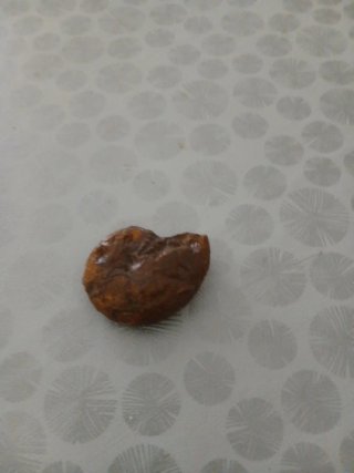 Fósil pequeño