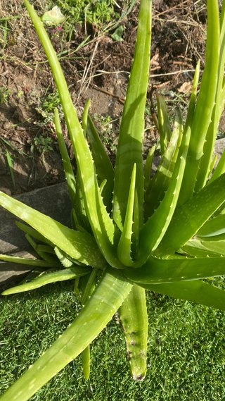 Planta Aloe Vera