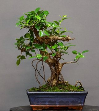 Bonsái Ficus Tiger Bark
