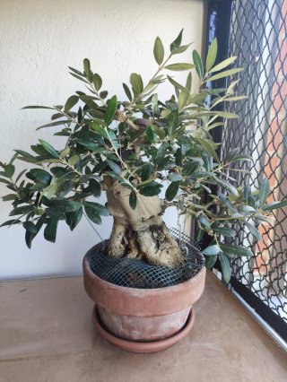 Bonsái Acebuche (Olea europaea sylvestris)