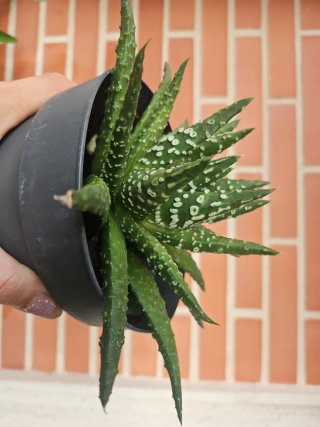 Planta Haworthia Pumila