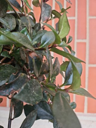 Planta Hipocirta