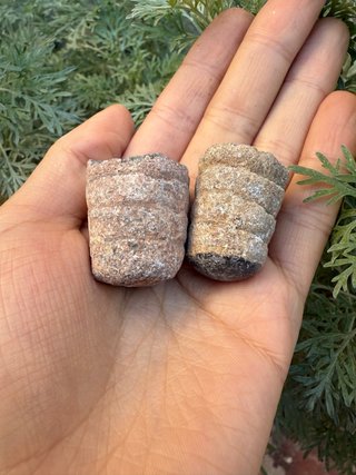 2 Fósiles de Orthoceras