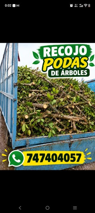 Recogida de podas de árboles