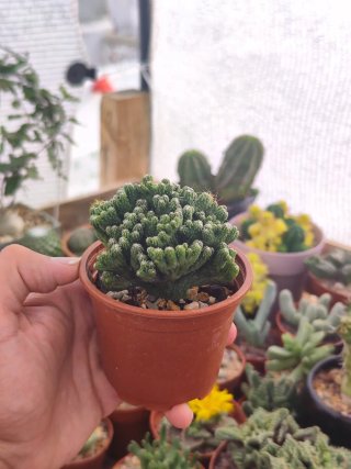 Cactus Crestado en forma de arbolito