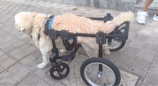 Sedia a rotelle per cani di grossa taglia