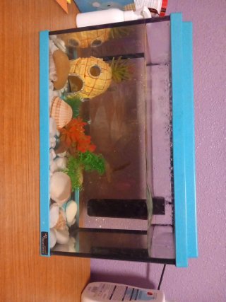 Pecera con Decoración