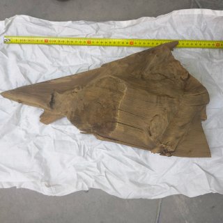Tronco de Mangrove para Acuario