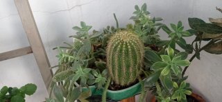 Centro de mesa con cactus y suculentas